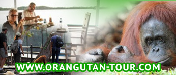 orangutan-tour.com