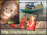 visit orang utan