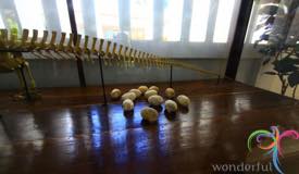 museum-komodo-east-nusa-tenggara-2.JPG