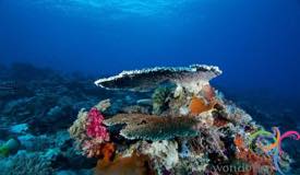 underwater-komodo-national-park-indonesia-2.JPG