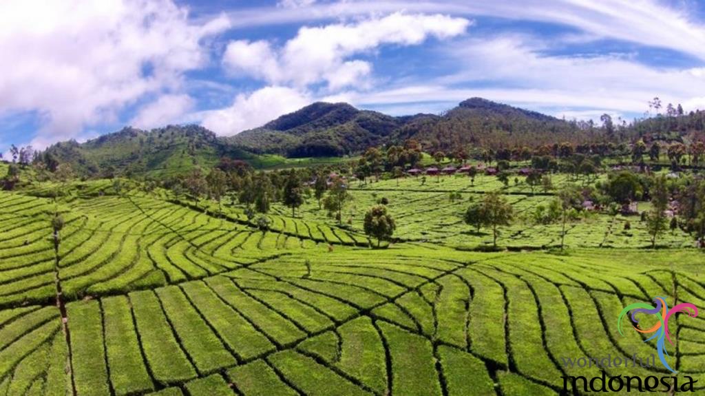 West Java Tourism Photo Gallery ciwidey tea plantation west java 2