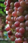 grape_garden_probolinggo