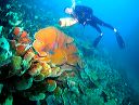 Diving at Hari Island, Southeast Sulawesi.jpg