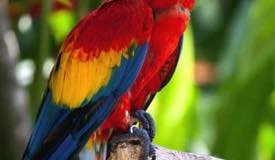 bali-bird-park-gianyar-bali-2.jpg