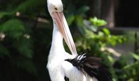 bali-bird-park-gianyar-bali-4.jpg