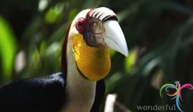 bali-bird-park-gianyar-bali-8.jpg