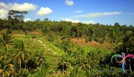 tegalalang-rice-terrace-gianyar-bali-1.jpg