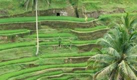 tegalalang-rice-terrace-gianyar-bali-2.jpg