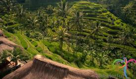 tegalalang-rice-terrace-gianyar-bali-3.jpg