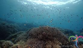 underwater-cave-menjangan-island-4.jpg