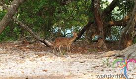 peucang-island-pandeglang-banten-2.jpg