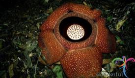 rafflesia-arnoldi-bengkulu.jpg