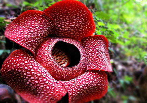 Rafflesia Arnoldi Flower in Bengkulu