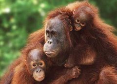 Leuser Mountain National Park