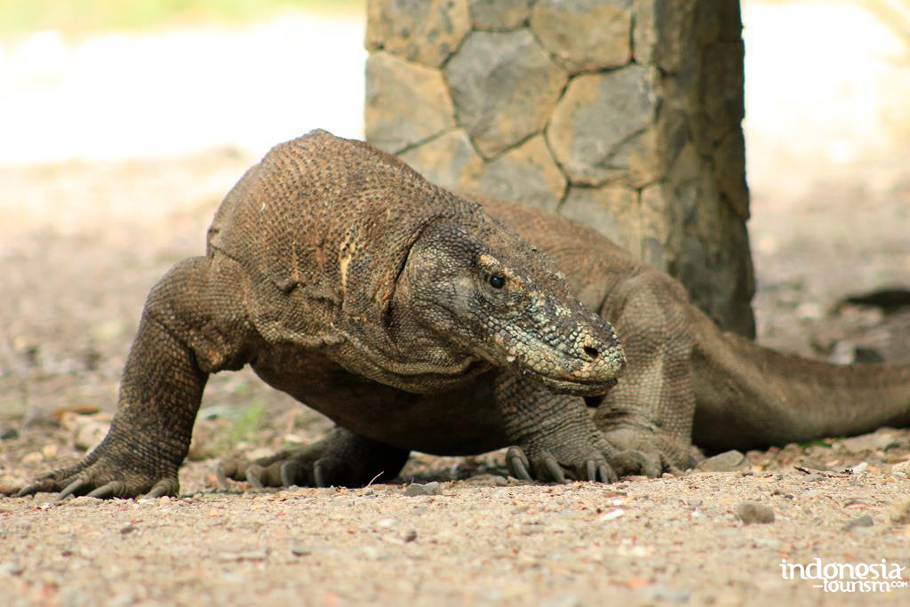 Endangered Animals Typical of Indonesia That Extinct – Visit Indonesia