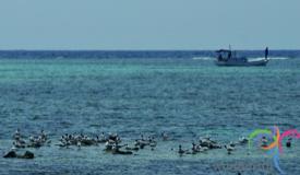 geleang-beach-karimunjawa-2.JPG