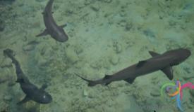 shark-quarantine-karimunjawa-central-java-1.JPG