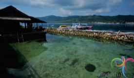 shark-quarantine-karimunjawa-central-java-8.JPG