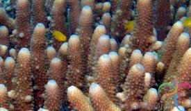 underwater-karimunjawa-central-java-10.JPG