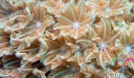 underwater-karimunjawa-central-java-11.JPG