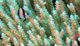 underwater-karimunjawa-central-java-12.JPG