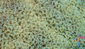 underwater-karimunjawa-central-java-15.JPG