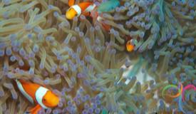 underwater-karimunjawa-central-java-16.JPG