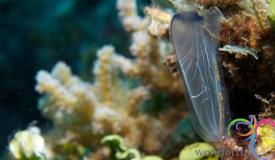 underwater-karimunjawa-central-java-18.JPG