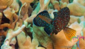 underwater-karimunjawa-central-java-2.JPG