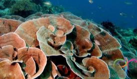 underwater-karimunjawa-central-java-23.JPG