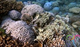 underwater-karimunjawa-central-java-24.JPG