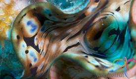 underwater-karimunjawa-central-java-7.JPG