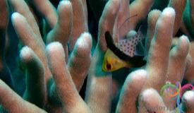 underwater-karimunjawa-central-java-8.JPG