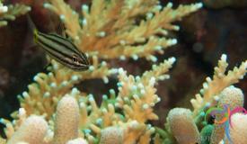 underwater-karimunjawa-central-java-9.JPG