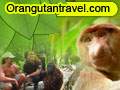 orang utan travel