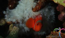 togean-islands-north-sulawesi-12.JPG