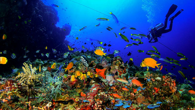 The Best Diving Sites in Indonesia Bali Dive Sites The Best Diving Sites in Indonesia Bali Dive Sites