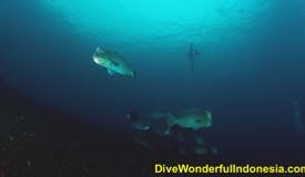 Dive-Tulamben-10.jpg