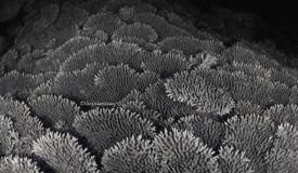 bali-fun-diving-about-us-table-coral.jpg