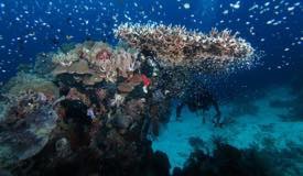 divewonderfulindonesia040.jpg