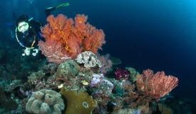 divewonderfulindonesia052.jpg