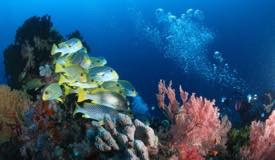 divewonderfulindonesia053.jpg