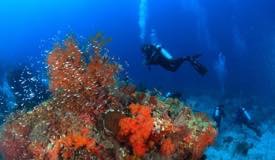 divewonderfulindonesia057.jpg