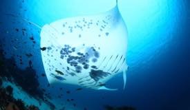 divewonderfulindonesia088.jpg