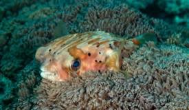 divewonderfulindonesia1009.jpg