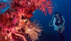 divewonderfulindonesia101.jpg