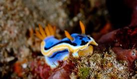 divewonderfulindonesia1019.jpg