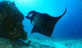 divewonderfulindonesia102.jpg