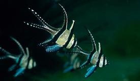 divewonderfulindonesia1037.jpg