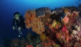 divewonderfulindonesia105.jpg